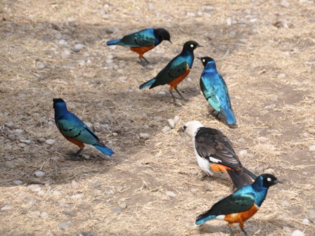 Blue Starling - Lake Manyara